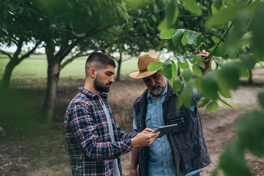 Agriculture Insurance - Closeup Portrait of Two Male Farmers Using a Tablet While Inspecting Their Walnut Trees on a Farm