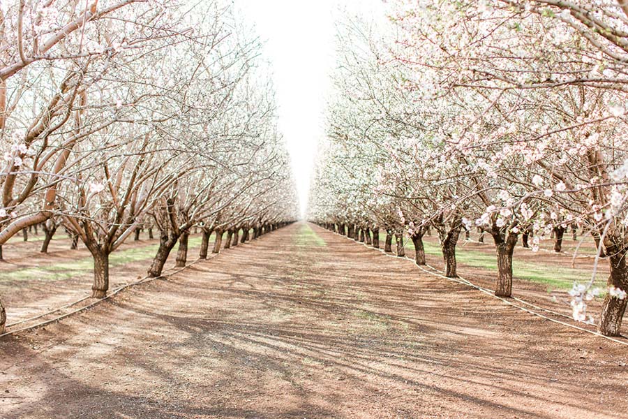 Insurance Quote - Scenic View of Road with Blooming Almond Trees on Both Sides on a Farm in California During the Spring